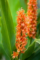 Hedychium densiflorum 'Assam Orange'. Ginger lily, Garland lily