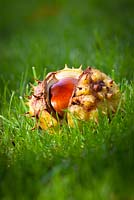 Aesculus hippocastanum. Conkers with casing fallen onto lawn.  Common Horse Chestnut