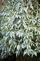 Elaeagnus angustifolia 'Quicksilver' syn. Elaeagnus angustifolia Caspica Group. Oleaster.