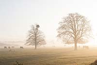 Viscum album - Mistletoe growing on  trees on a misty winter's morning in Gloucestershire. 