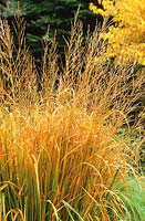 Molinia caerulea subsp. arundinacea 'Windspiel'. Ornamental grass