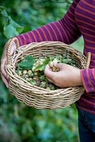 Woman holding a basket full of foraged hazelnuts in Autumn.