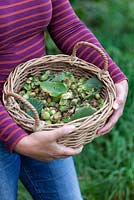 Woman holding a basket full of foraged hazlenuts in Autumn.