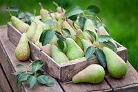 Pyrus communis 'Conference' - Rustic wooden tray filled with pears. September.