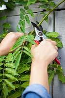 Pruning long new Wisteria shoots from current year's growth to 5 or 6 leaves in August to maintain shape and encourage more flowers.