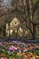 Cyclamen coum and the Sanctuary in the Arboretum, Highgrove Garden, March 2014