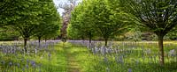The Wild Flower Meadow, Highgrove Garden, May 2014