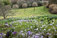 Spring bulbs in The meadow. Mostly Crocus tommasinianus in foreground. Emergeing foliage of narcissus. View to avenue of Corylus colurnaMarch 2014. 
