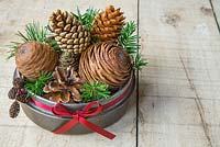 A variety of cones in a metal tin with a red ribbon. Cedar, Pine, Larch and Alder