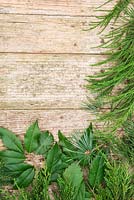 A border containing mixed evergreen foliage. Lithocarpus, Pine, Conifer