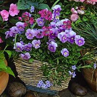 In woven rush pot, Viola Sorbet 'Lavender Ice' and little red Allium falcifolium.