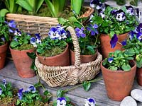 Bi-coloured panies in a blue themed spring display.