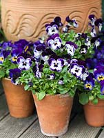 Bi-coloured pansies in a blue themed spring display.