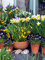 A bright spring container display of annuals violas and Narcissus.