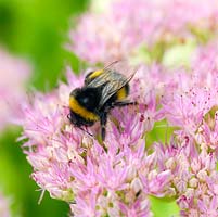 Bumble bee feeds on nectar in the tiny pink flowers of Sedum spectabile 