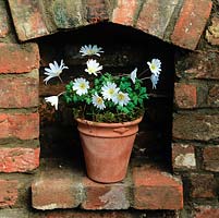 Anemone blanda 'White Splendour' in modern terracotta pot in brick niche.
