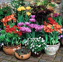 Spring pots of tulips - frilly yellow Hamilton, bluish mauve Blue Diamond, red Apeldoorn, Orange Princess. Pieris, sedum and  pansies.