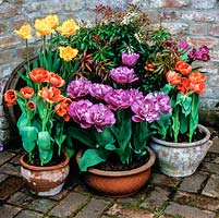 Spring pots of tulips - frilly yellow Hamilton, bluish mauve Blue Diamond and Orange Princess. Pieris.