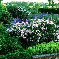 Rosa Felicia by Pacific Hybrid delphinium, box hedge and alchemilla. Behind, on arbour Rosa Cecile Brunner. Pink Viburnum plicatum Pink Lady.