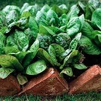 Bed of lettuce edged in red bricks turned on end, at an angle.