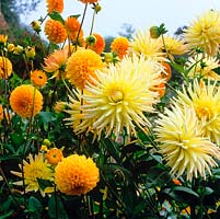 Dahlias 'Davenport Honey', an amber coloured decorative variety, and huge yellow cactus Shooting Star.  September.