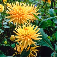 Dahlia 'Garden Princess', an amber semi-cactus variety. Dahlias grow from tubers, flowering from late summer until autumn 