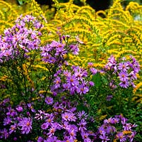 National Collection of autumn flowering asters. Striking blend of sulphur yellow Solidago rugosa 'Fireworks' with Aster 'Little Carlow' - cordifolius hybrid.