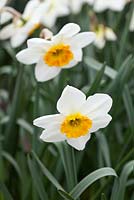 Narcissus 'Jersey Lace'