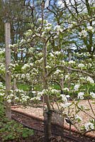 Pear 'Invincible' espalier with spring blossom
