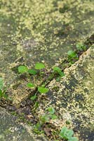 Cardamine corymbosa. New Zealand bittercress. Self seeding nuisance weed very difficult to eradicate. Tiny seedlings in  brick path