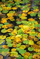 Nymphaea - Waterlily leaves turning yellow in pond in autumn. October