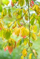 Parrotia persica autumn leaves