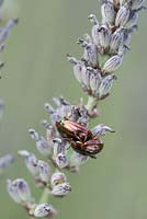 Rosemary beetle - Chrysolina americana on lavender