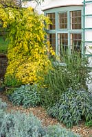 Jasminum officinale 'Aureum' next to window with rosemary, salvias and lavender in autumn
