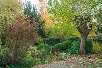 View of garden in autumn with ancient pollarded plane tree, box topiary, formal yew hedges, cotinus and gravel path