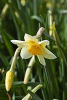 Narcissus 'Crimea'