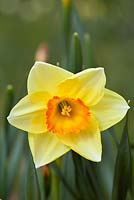 Narcissus 'Cheerio'