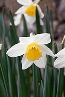 Narcissus 'Loch Fyne'