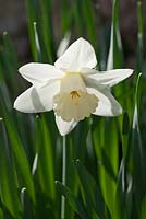 Narcissus 'Hispar'