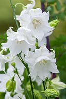 Campanula persicifolia Gawen, Peachleaved- Bellflower. Perennial, June. Plant portrait of two white flowers.