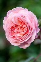 Rosa 'A Shropshire Lad' Ausled. David Austin English Rose. 