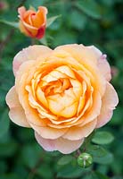 Rosa 'Lady of Shalott'. David Austin English Rose. Summer, Shrub.