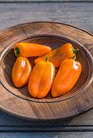 Capsicum annuum 'Snackor' orange - sweet peppers 
