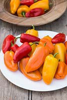 Capsicum annuum 'Snackor Mixed' sweet peppers 