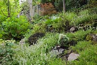 Wild Thymus - Thyme plants, Cotinus - Smoke Tree and Acer palmatum 'Red Pygmy' - japanese dwarf maple tree in backyard garden in summer, Quebec, Canada