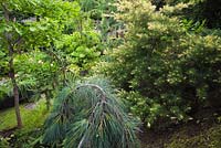 Pinus strobus pendula - Weeping pine and yellow Pinus parviflora glauca - Japanese Pine trees in backyard garden in summer, Quebec, Canada