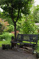 Garden bench beneath a Prunus - Cherry tree and planters with Allium schoenoprasum - Chives in backyard garden in summer, Quebec, Canada