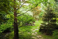 Flagstone path through Metasequoia - Dawn Redwood and Picea orientalis 'Skylands' - Spruce tree in backyard garden in summer, Quebec, Canada