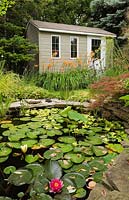 Pond with Nymphaea - Water Lilies and garden shed flanked by orange Hemerocallis 'Sammy Russel' - Dayliliy flowers in backyard garden in summer, Quebec, Canada