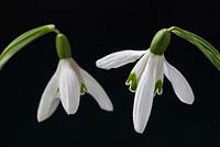 Galanthus nivalis - snowdrop flowers in close-up